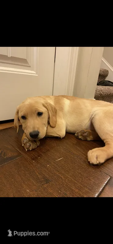 Tucker – Labrador Retriever puppy for sale in Travelers Rest, SC