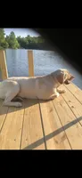 Mimosa, a female Labrador Retriever for sale in Travelers Rest, SC – 5 of 6