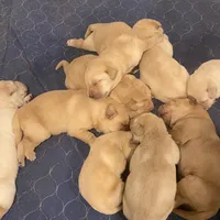 Chuck, a male Labrador Retriever for sale in Travelers Rest, SC – Photo 6 of 7