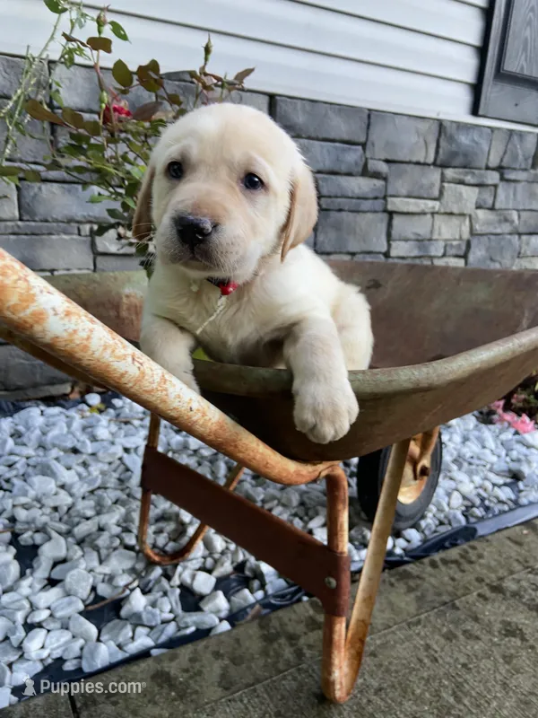 Chuck – Labrador Retriever puppy for sale in Travelers Rest, SC