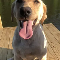 Chuck, a male Labrador Retriever for sale in Travelers Rest, SC – Photo 7 of 7