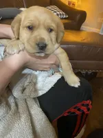 Chuck, a male Labrador Retriever for sale in Travelers Rest, SC – Photo 1 of 6