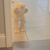 Tucker, a female Labrador Retriever for sale in Travelers Rest, SC – Photo 2 of 6