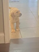 Tucker, a female Labrador Retriever for sale in Travelers Rest, SC – Photo 1 of 6