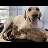 Tucker, a female Labrador Retriever for sale in Travelers Rest, SC – Photo 3 of 6