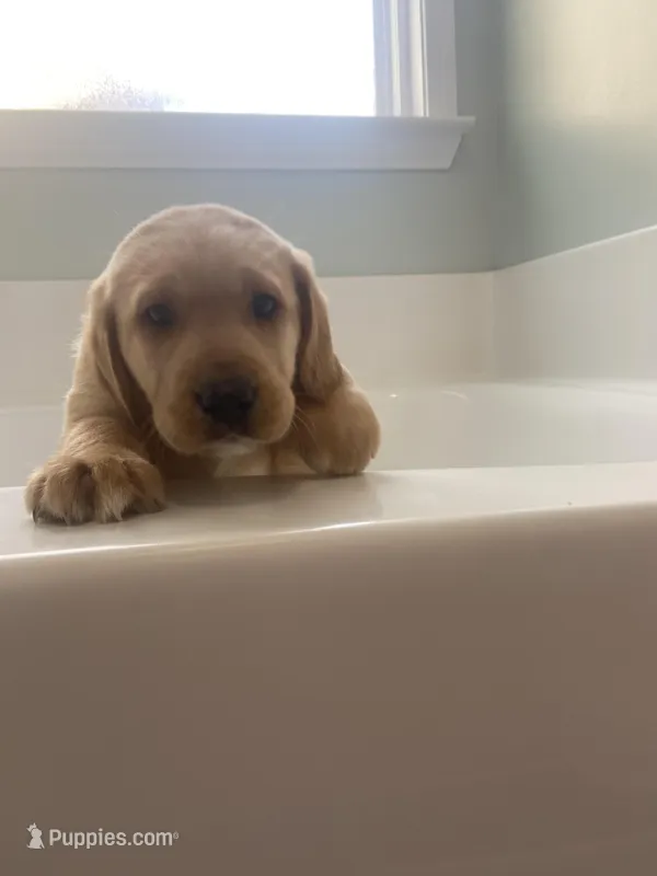 Tucker – Labrador Retriever puppy for sale in Travelers Rest, SC