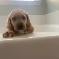 Tucker, a female Labrador Retriever for sale in Travelers Rest, SC – Photo 1 of 6