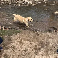 Tucker, a female Labrador Retriever for sale in Travelers Rest, SC – Photo 6 of 6