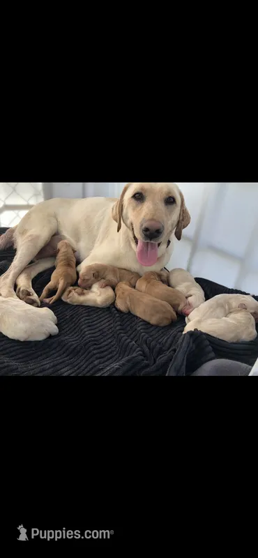 Mimosa – Labrador Retriever puppy for sale in Travelers Rest, SC