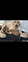 Mimosa, a female Labrador Retriever for sale in Travelers Rest, SC – 1 of 6