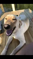 Mimosa, a female Labrador Retriever for sale in Travelers Rest, SC – 6 of 6