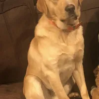 Bella, a female Labrador Retriever for sale in Travelers Rest, SC – Photo 5 of 5