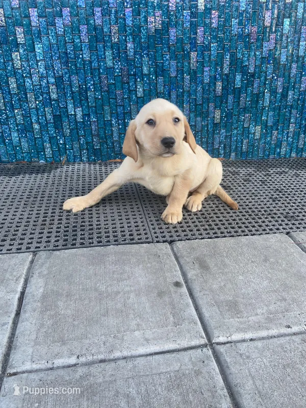 Bella, a female Labrador Retriever for sale in Travelers Rest, SC – Photo 1 of 5