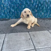 Bella, a female Labrador Retriever for sale in Travelers Rest, SC – Photo 1 of 5