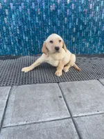 Bella, a female Labrador Retriever for sale in Travelers Rest, SC – Photo 1 of 5