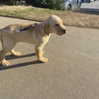 Bella, a female Labrador Retriever for sale in Travelers Rest, SC – Photo 2 of 5