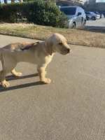 Bella, a female Labrador Retriever for sale in Travelers Rest, SC – Photo 2 of 5