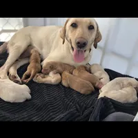 Bella, a female Labrador Retriever for sale in Travelers Rest, SC – Photo 3 of 5