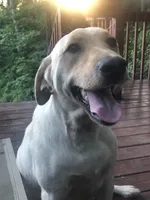 Mimosa, a female Labrador Retriever for sale in Travelers Rest, SC – 2 of 6