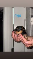 Yorkie Puppy, a male Yorkshire Terrier for sale in Ooltewah, TN – 2 of 2
