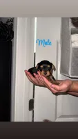 Yorkie Puppy, a male Yorkshire Terrier for sale in Ooltewah, TN – 1 of 2
