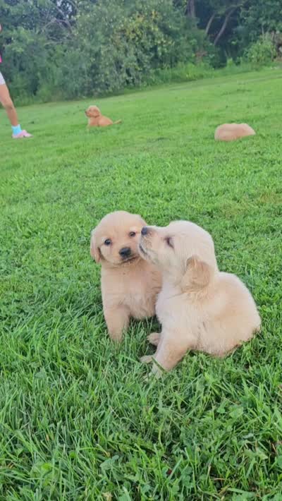 Puppy Boy, a male Golden Retriever for sale in Syracuse, NY – 7 of 7