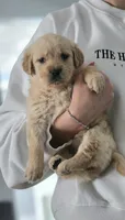 Puppy Boy, a male Golden Retriever for sale in Syracuse, NY – 2 of 7