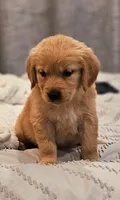 Puppy Girl, a female Golden Retriever for sale in Syracuse, NY – 1 of 5