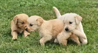 🌸Puppy Girl , a female Golden Retriever for sale in Syracuse, NY – 4 of 10