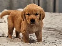 Puppy Girl, a female Golden Retriever for sale in Syracuse, NY – 2 of 5