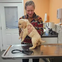 🌸Puppy Girl , a female Golden Retriever for sale in Syracuse, NY – 2 of 10
