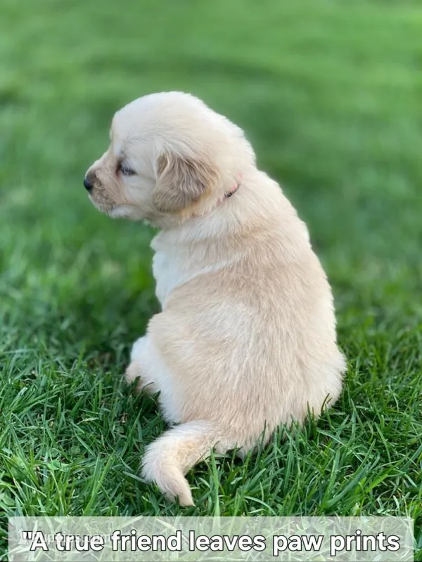 🌸Puppy Girl  – Golden Retriever puppy for sale in Syracuse, NY