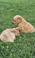 Puppy Boy, a male Golden Retriever for sale in Syracuse, NY – 5 of 7
