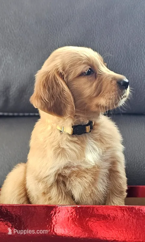 Puppy Boy – Golden Retriever puppy for sale in Syracuse, NY