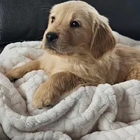 Puppy Boy, a male Golden Retriever for sale in Syracuse, NY – 4 of 9
