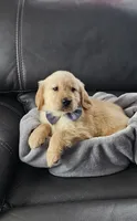 ✨Puppy Boy, a male Golden Retriever for sale in Syracuse, NY – 5 of 10
