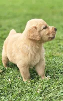 Puppy Girl, a female Golden Retriever for sale in Syracuse, NY – 3 of 6