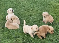Puppy Boy, a male Golden Retriever for sale in Syracuse, NY – 6 of 7