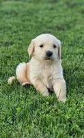 🌸Puppy Girl , a female Golden Retriever for sale in Syracuse, NY – 8 of 10