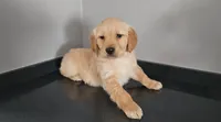 Puppy Boy, a male Golden Retriever for sale in Syracuse, NY – 2 of 7