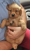 Puppy Girl, a female Golden Retriever for sale in Syracuse, NY – 3 of 5