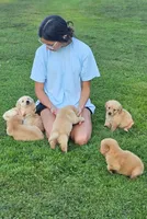 Puppy Boy, a male Golden Retriever for sale in Syracuse, NY – 6 of 7