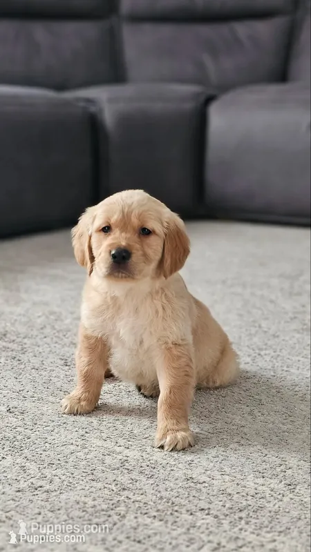 ✨Puppy Boy – Golden Retriever puppy for sale in Syracuse, NY