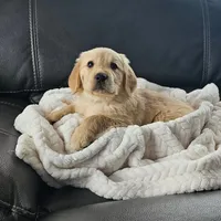 ✨Puppy Boy, a male Golden Retriever for sale in Syracuse, NY – 7 of 10