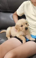 Puppy Boy, a male Golden Retriever for sale in Syracuse, NY – 2 of 9