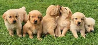 Puppy Girl, a female Golden Retriever for sale in Syracuse, NY – 5 of 5