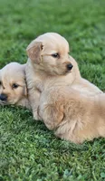 🌸Puppy Girl , a female Golden Retriever for sale in Syracuse, NY – 10 of 10