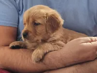 Puppy Boy, a male Golden Retriever for sale in Syracuse, NY – 4 of 7
