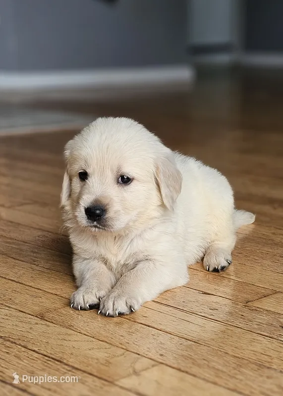Puppy Girl – Golden Retriever puppy for sale in Syracuse, NY