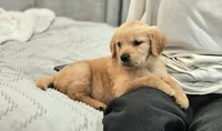 Puppy Boy, a male Golden Retriever for sale in Syracuse, NY – 5 of 9